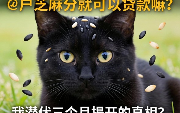 黑户芝麻分就可以贷款嘛？我潜伏三个月揭开的真相